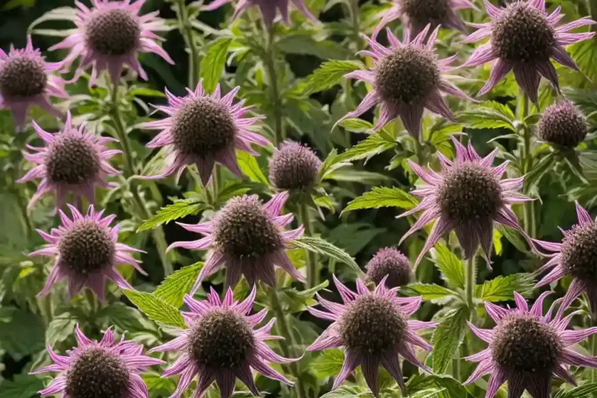 Monarda ‘vintage wine’ (bee balm) — photo 3