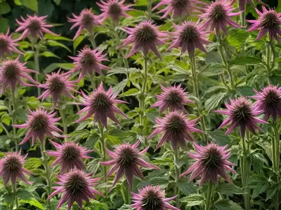 Monarda ‘Vintage Wine’ (Bee Balm)