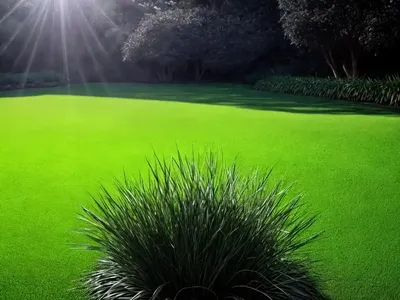 Mondo Grass (Black Mondo Grass)