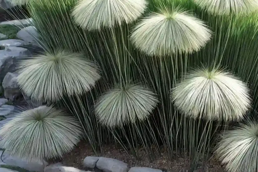 Mondo grass (ophiopogon japonicus ‘gyoku-ryu’) — photo 2
