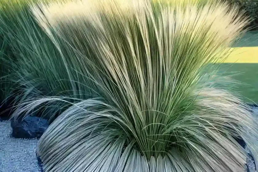 Mondo grass (ophiopogon japonicus ‘gyoku-ryu’) — photo 3
