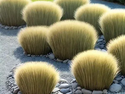 Mondo Grass (Ophiopogon Japonicus ‘Gyoku-ryu’)