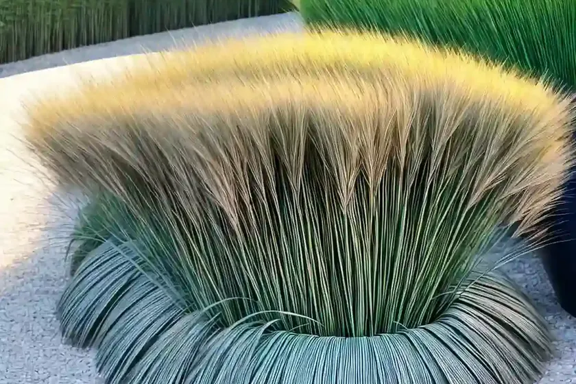 Mondo grass (ophiopogon japonicus ‘variegatus’) — photo 2