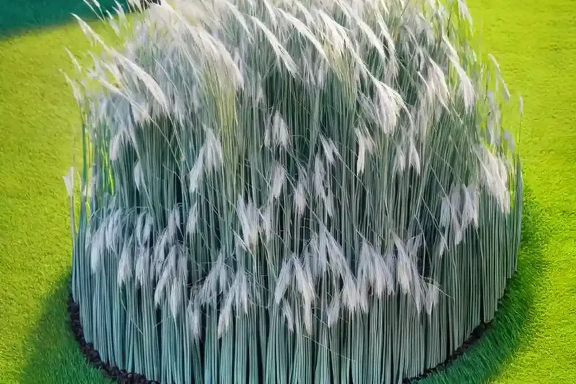 Mondo grass (ophiopogon japonicus ‘variegatus’) — photo 3