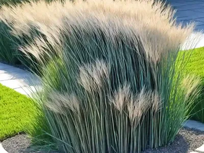 Mondo Grass (Ophiopogon Japonicus ‘Variegatus’)