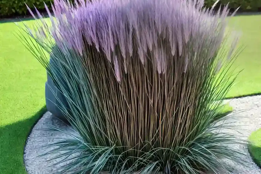 Mondo grass (ophiopogon planiscapus) — photo 3