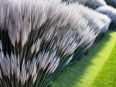 Mondo Grass (Ophiopogon Planiscapus)