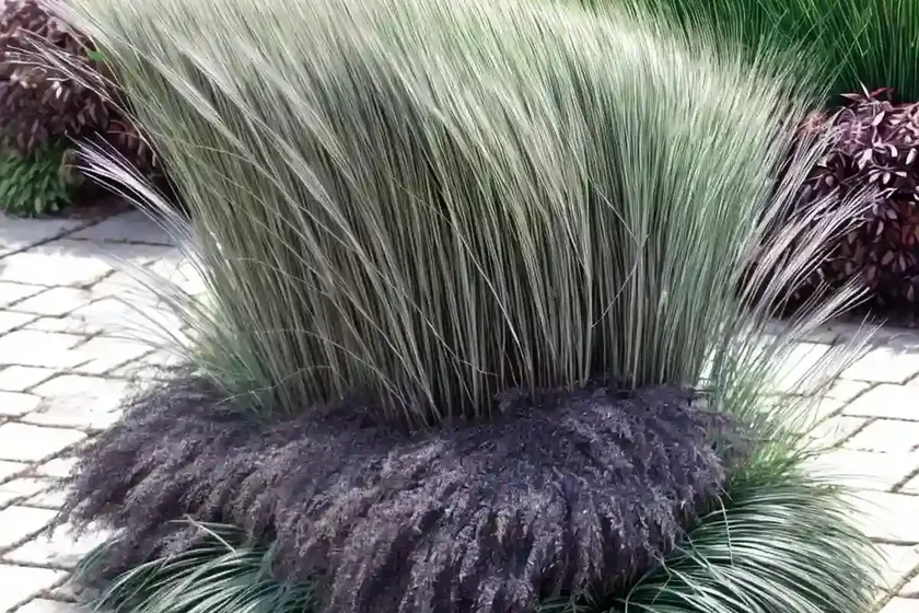 Mondo grass (ophiopogon planiscapus ‘nigrescens’) — photo 2