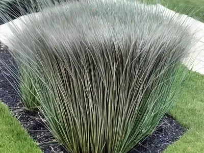 Mondo Grass (Ophiopogon Planiscapus ‘Nigrescens’)