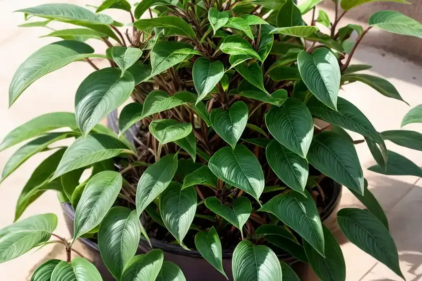 Monkey plant (ruellia makoyana) — photo 3