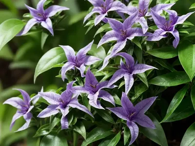 Monkey Plant (Ruellia Makoyana)