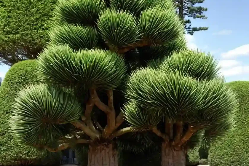 Monkey-puzzle tree (araucaria araucana) — photo 2