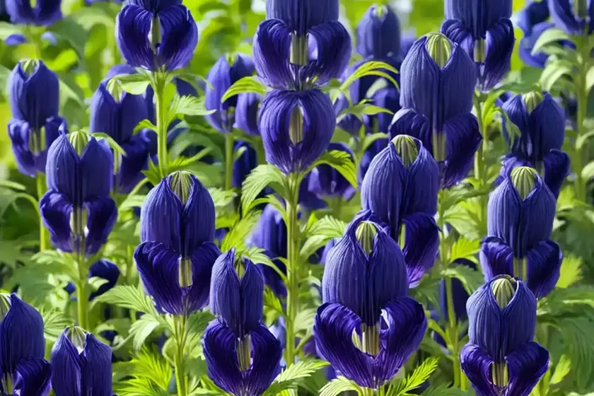 Monkshood (aconitum bulbuliferum ‘monk gone wild’) — photo 2