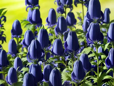 Monkshood (Aconitum Bulbuliferum ‘Monk Gone Wild’)