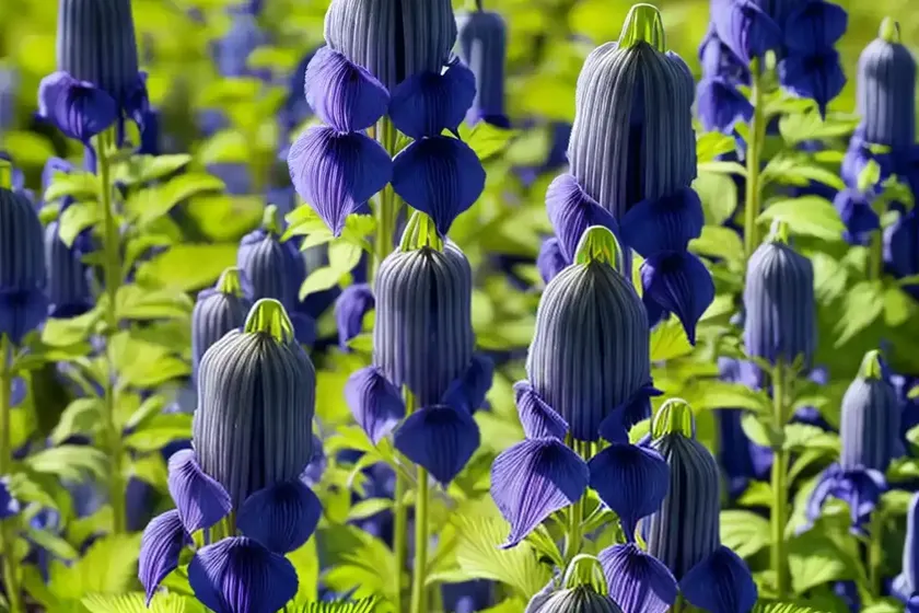 Monkshood (aconitum napellus) — photo 2