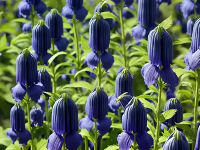 Monkshood (Aconitum Napellus)