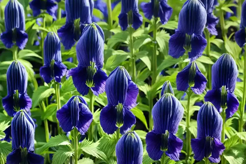 Monkshood (Aconitum Volubile) — photo 3