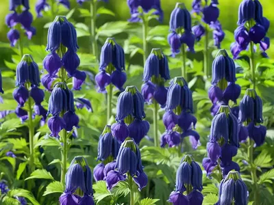 Monkshood (Aconitum Volubile)