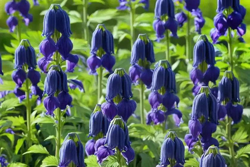 Monkshood (Aconitum Volubile)