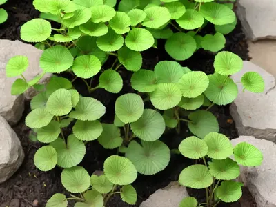 Monkswort (Nonea Echioides)