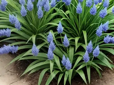 Monocot (Setaria Adhaerens)