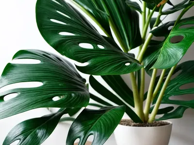 Monstera Adansonii (Monstera Adansonii)