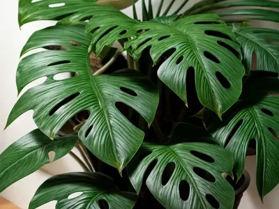 Monstera Borsigiana Variegata (Monstera Borsigiana)