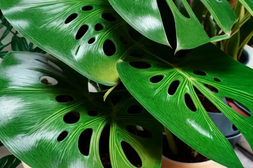 Monstera deliciosa (variegated monstera) — photo 2