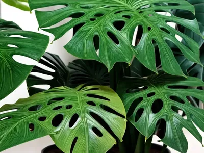 Monstera Deliciosa (Variegated Monstera)