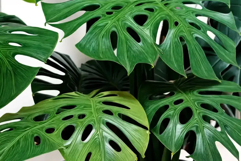 Monstera deliciosa (variegated monstera)
