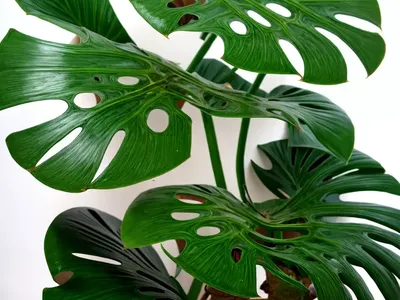 Monstera Dubia (Monstera Dubia)