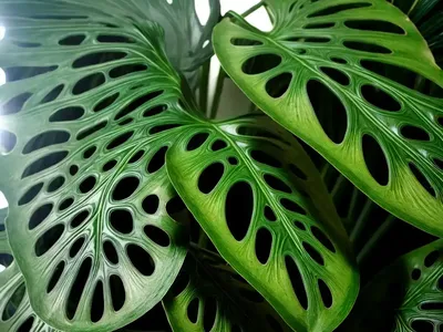 Monstera Karstenianum (Monstera Karstenianum)