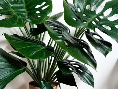 Monstera Minima (Rhaphidophora Tetrasperma)
