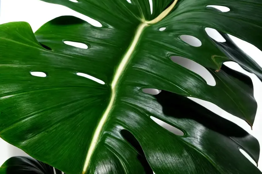Monstera siltepecana el salvador (monstera siltepicana ‘el salvador’) — photo 3