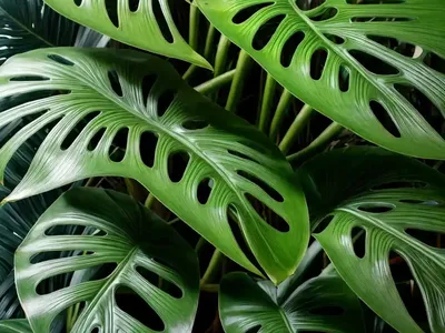 Monstera Siltepecana El Salvador (Monstera Siltepicana ‘el Salvador’)