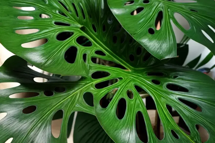 Monstera subpinnata (monstera subpinnata) — photo 2