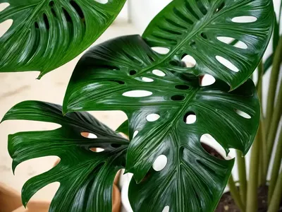 Monstera Subpinnata (Monstera Subpinnata)