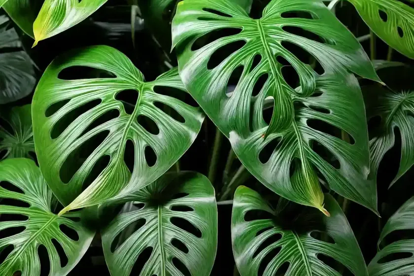 Monstera thai constellation (monstera deliciosa ‘thai constellation’) — photo 2