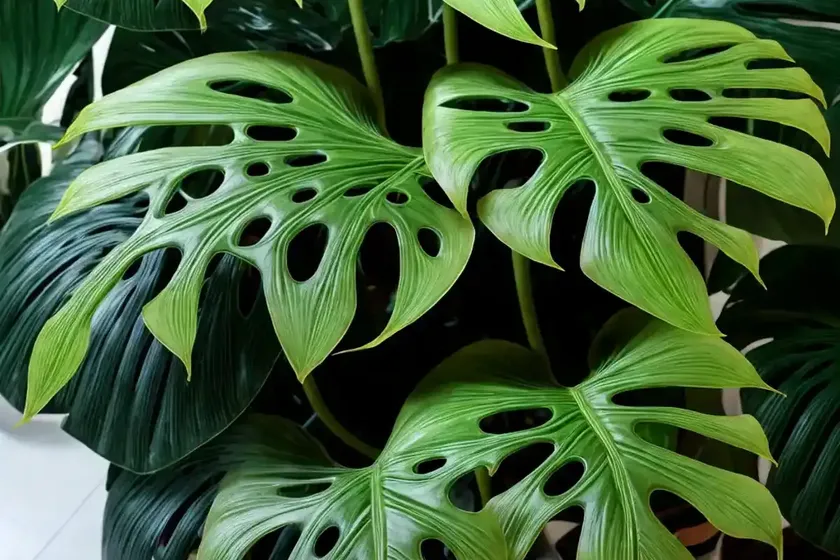 Monstera thai constellation (monstera deliciosa ‘thai constellation’) — photo 3
