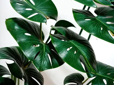 Monstera Thai Constellation (Monstera Deliciosa ‘thai Constellation’)