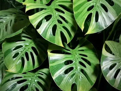 Monstera Variegata (Variegated Monstera Delicios)