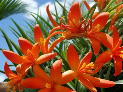 Montbretia (Crocosmia)