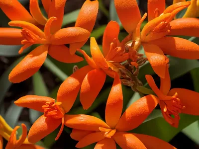 Montbretia (Crocosmia ‘Emberglow’)