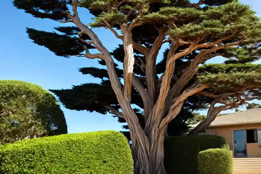 Monterey cypress (cupressus macrocarpa) — photo 2