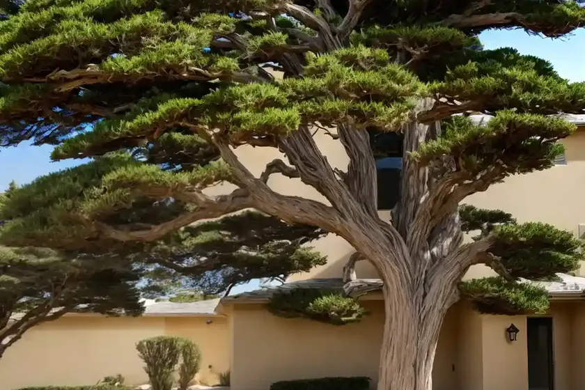 Monterey cypress (cupressus macrocarpa) — photo 3