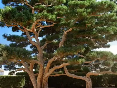 Monterey Pine (Pinus Radiata)