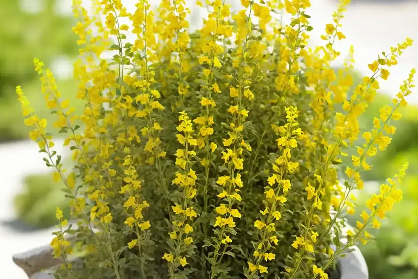 Montesino baleo (linaria spartea) — photo 2