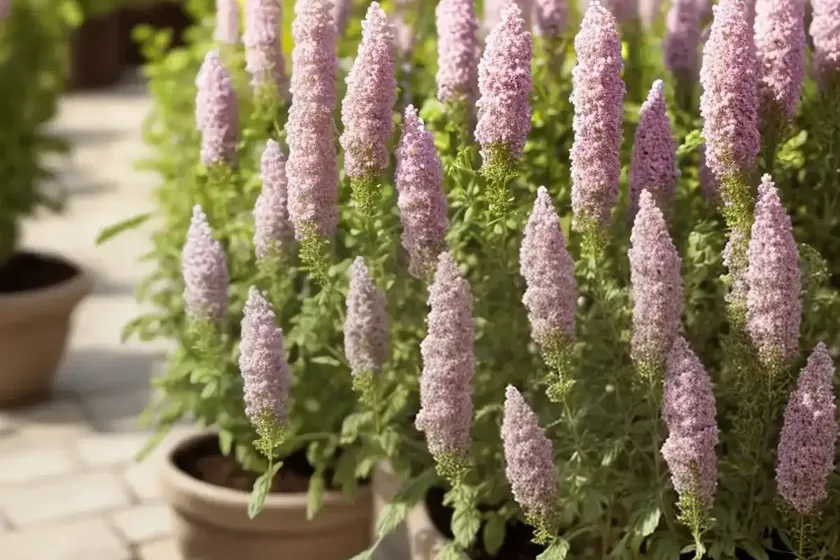 Montesino baleo (linaria spartea)