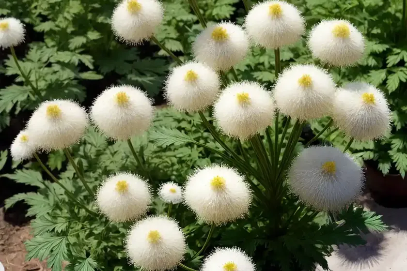 Moon carrot (seseli gummiferum) — photo 2