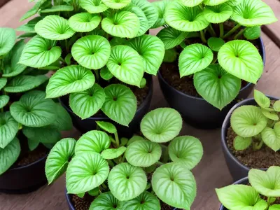 Moon Valley Friendship Plant (Pilea Mollis)
